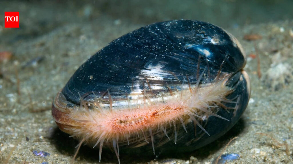 This sea creature survived for over 500 years beneath the Atlantic Ocean |