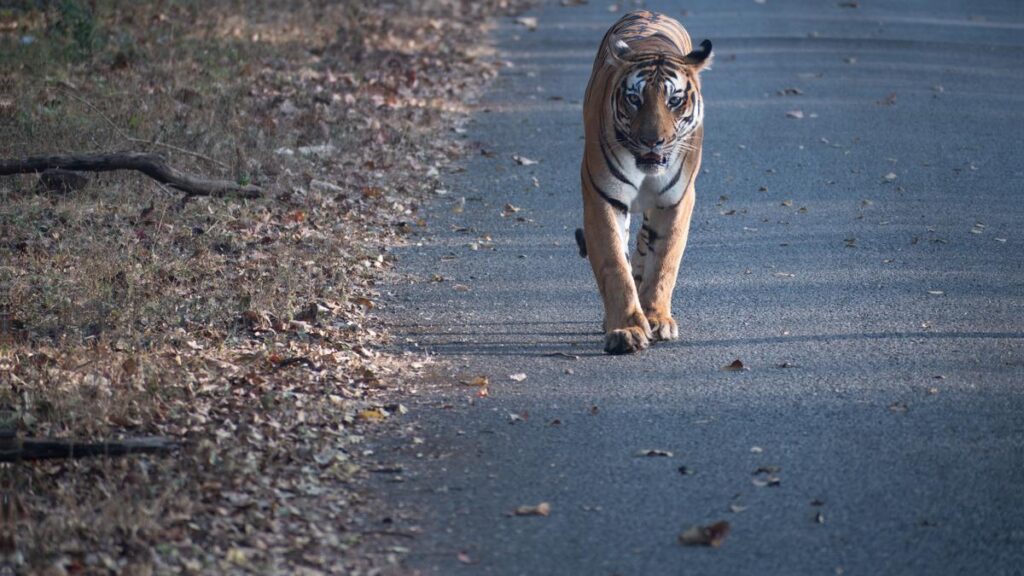 Crowds, Bollywood music and celebrity tigers: Are Indian safaris getting out of hand?