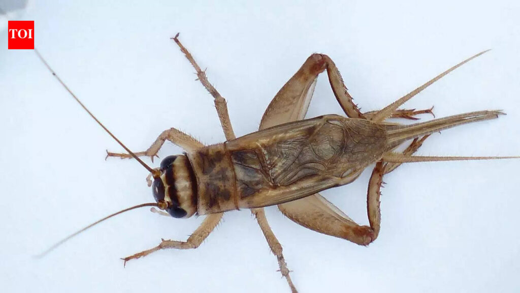 Can crickets really tell the temperature? Here’s what 127-year-old science reveals |