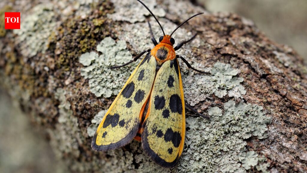 ‘Caulocera Hollowayi and Asura Buxa’: Indian scientists discover two new lichen moth species |