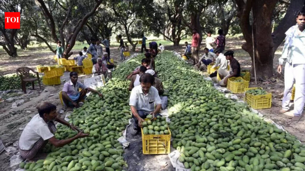 Growers in Malihabad turn to ‘cultar’ for bumper mango yield | Lucknow News