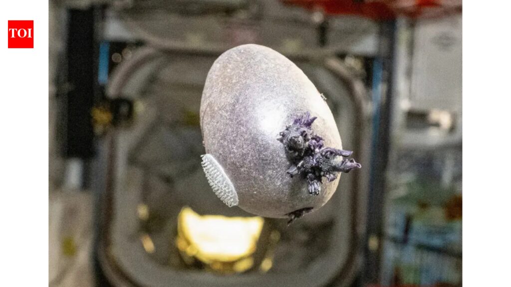 ‘Alien egg’: NASA astronaut grows purple potato on ISS, internet goes wild |