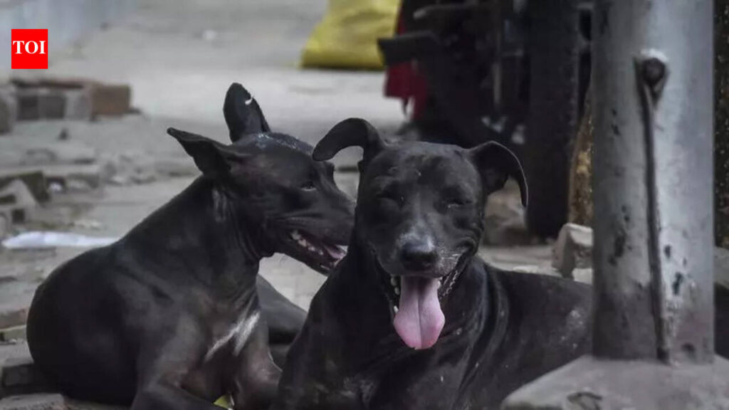 LMC to microchip stray dogs to track sterilisation, vaccination & behaviour | Lucknow News