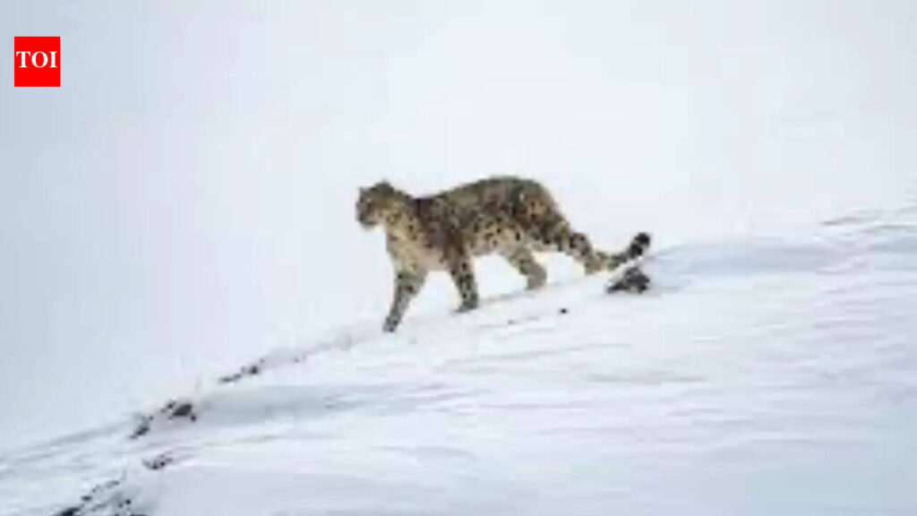 High-altitude unit spawned by Pahalgam attack, trained by AP’s Greyhounds | India News