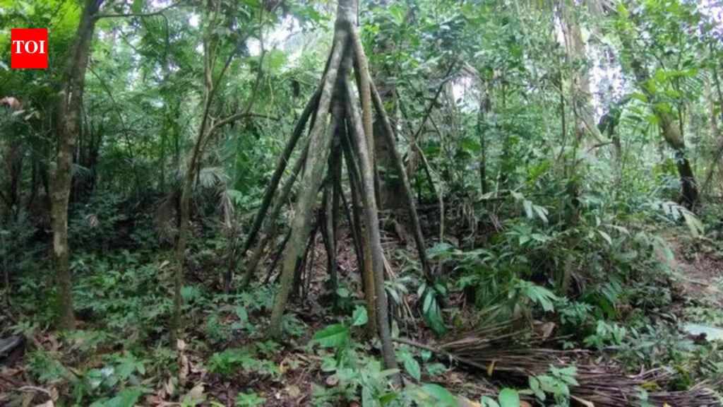 ‘The walking tree’: How this Amazon tree fooled the world into believing it moves |