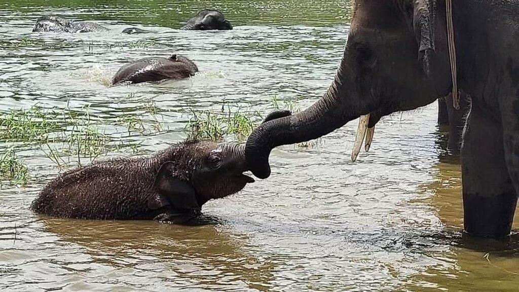Animals that show intentional communication is not just human