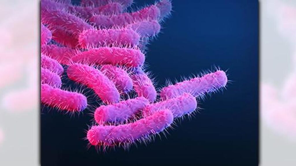 Explained: What is Shigella infection?