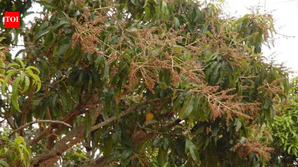 Rain, high-speed wind damage mango crop in Malihabad belt | Lucknow News