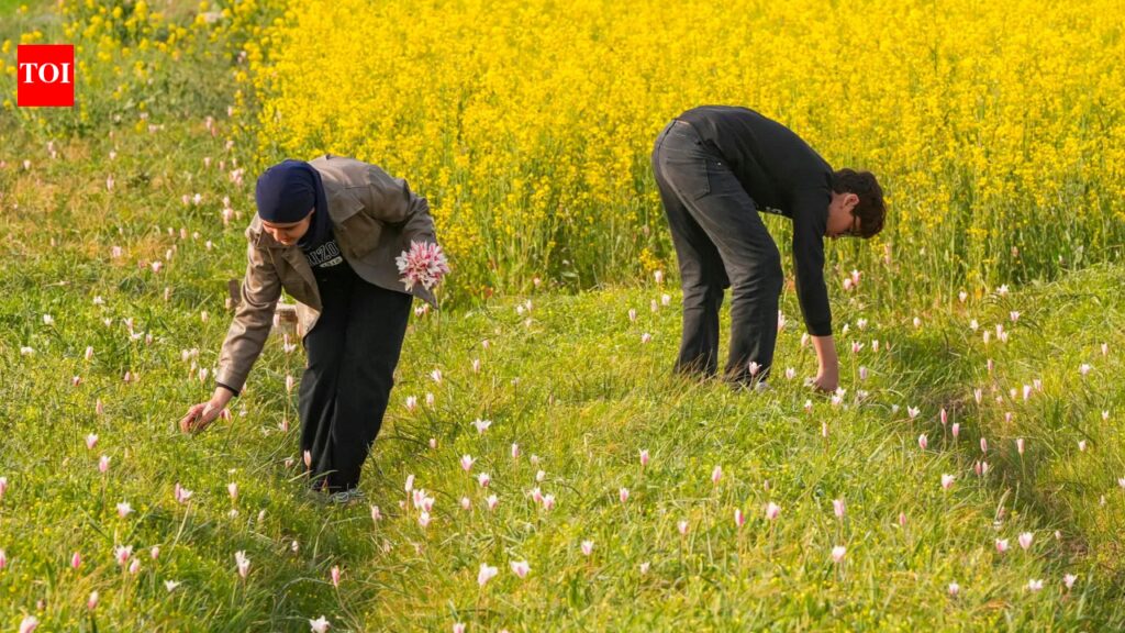 Porcupines push saffron to brink in Kashmir | India News