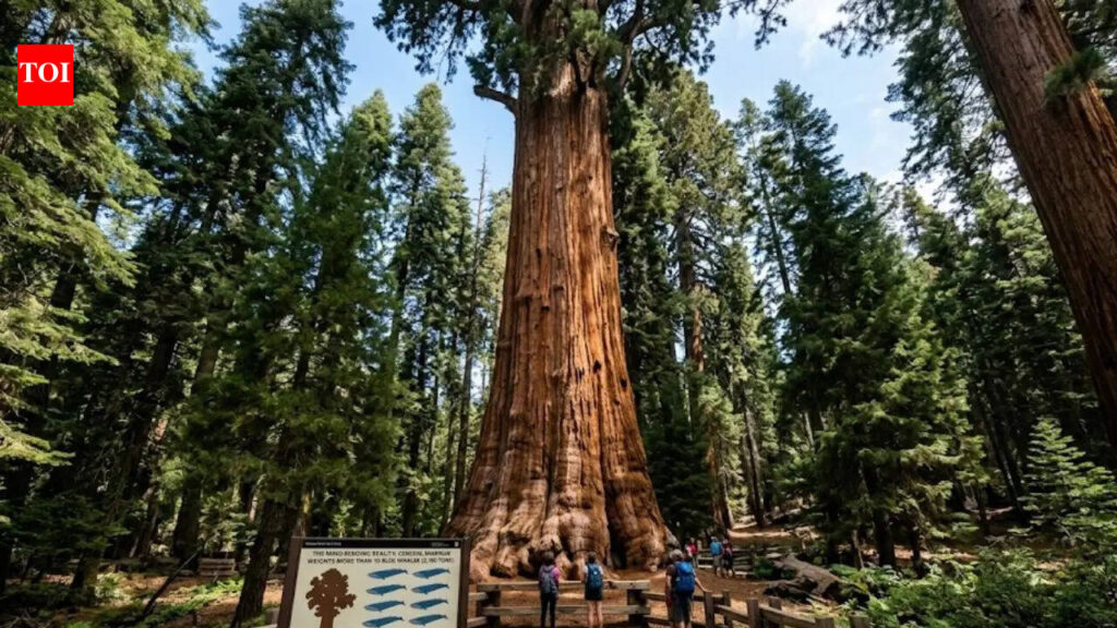 Tree Weighs More Than 10 Blue Whales: The unbelievable reality of Sequoia National Park, where a tree weighs more than 10 blue whales |