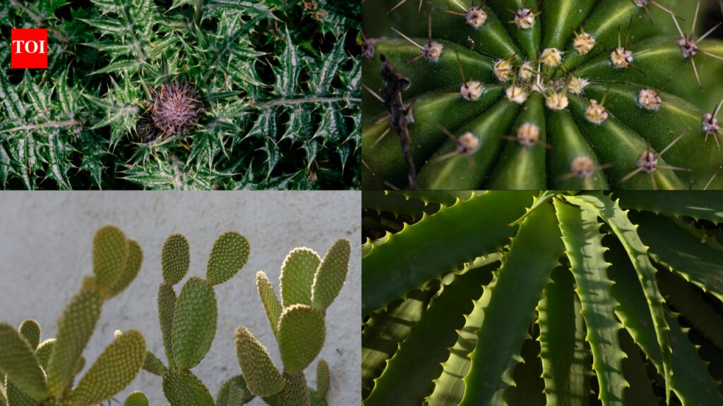 How plants got their thorns: A genetic mystery solved |