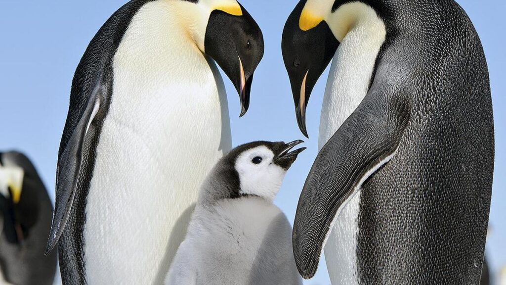 What are sentinel species? – The Hindu