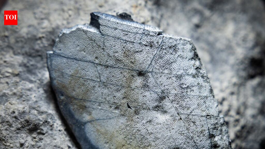 Scientists stunned after 330-million-year-old shark teeth discovered from Ireland’s ancient limestone |