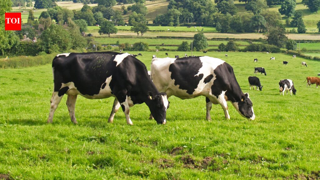 The cow compass: How cows secretly use Earth’s magnetic field while grazing |