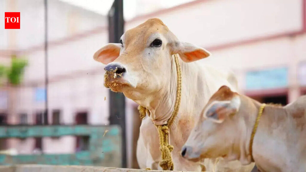 SC bins plea for urgent hearing to implement ban on cow slaughter | India News