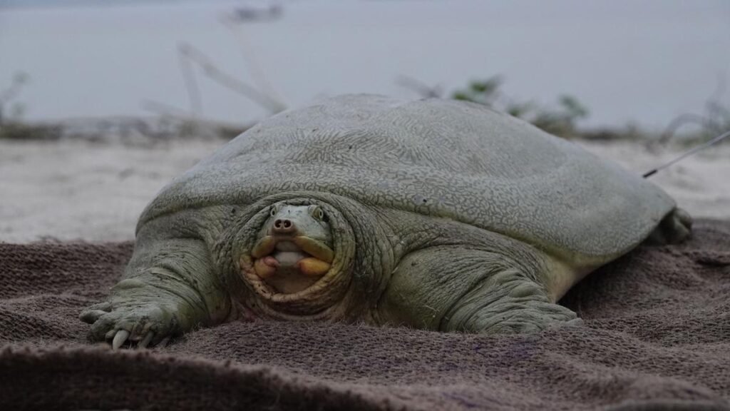 India’s first satellite-tagged Ganges soft-shell turtle released in Kaziranga