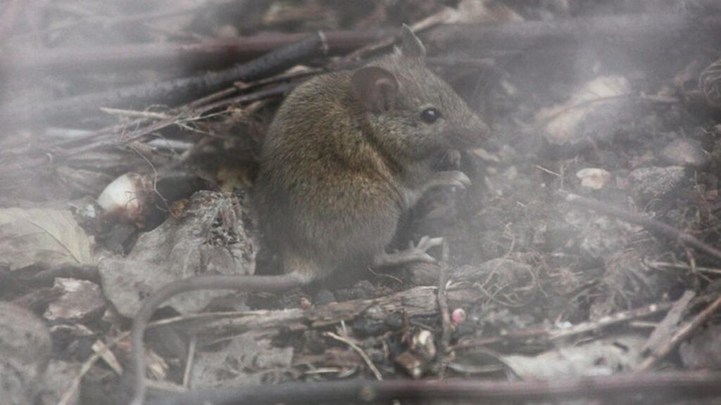 Fake memory implanted in mice with a beam of light