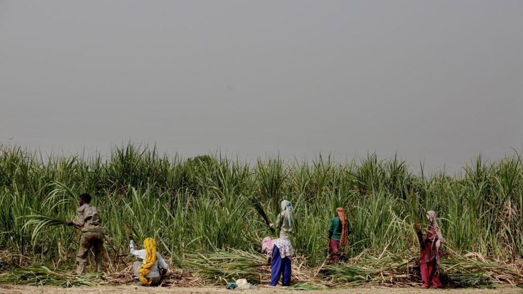 India needs to snap out of agricultural subsidy spiral