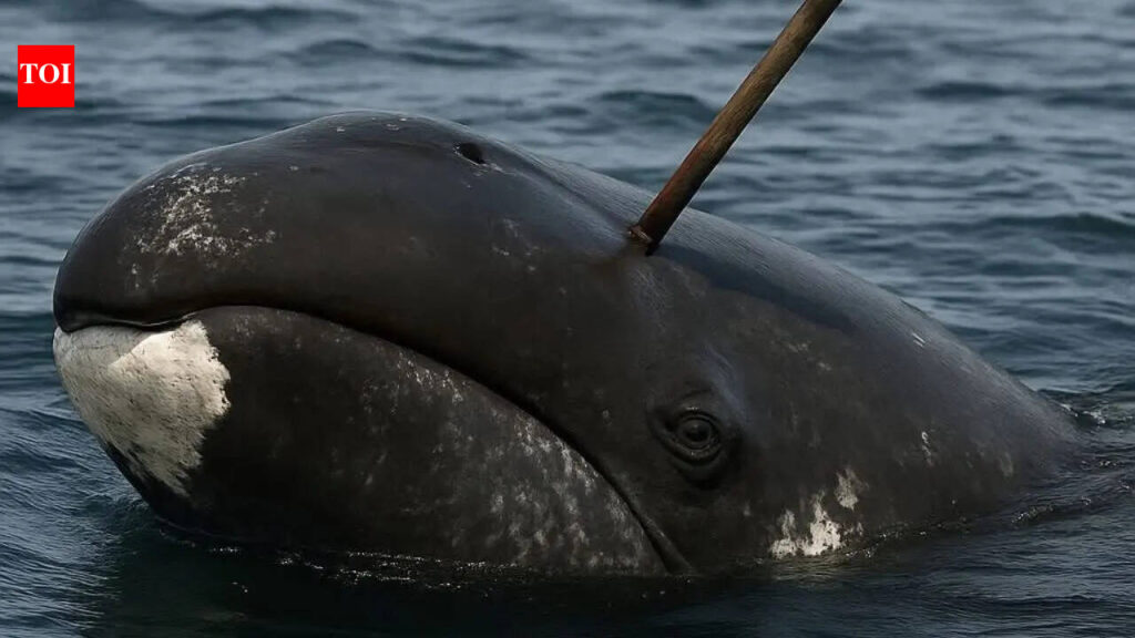 In 2007, scientists found a 100-year-old weapon inside a whale, and what it revealed was extraordinary |