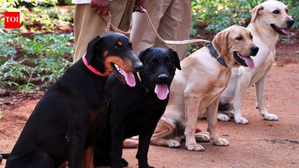 Sniffer dog helps crack rape case of 6-yr-old in Sambhal | Bareilly News