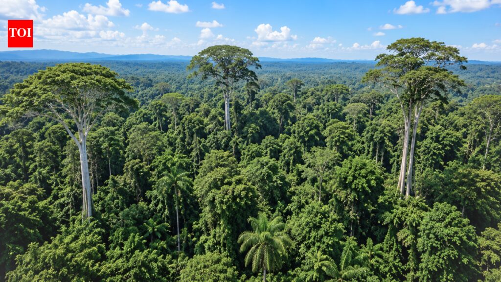 The world’s tallest trees are tricking gravity to survive drought by widening their internal water pipes and rewiring their water transport system |