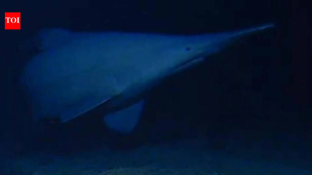 Scientists have filmed a rare 125-million-year-old goblin shark alive in its natural deep-sea habitat for the first time, revealing a new depth record and a wider Pacific range