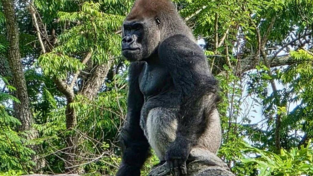 Meet Bakari, the 21-year-old gorilla chosen to lead Disney’s famous troop after the death of its longtime silverback
