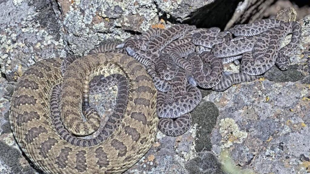 Scientists have debunked the long-repeated myth that baby rattlesnakes are more dangerous than adults, finding that adult rattlesnakes usually deliver more venom and cause more serious bites