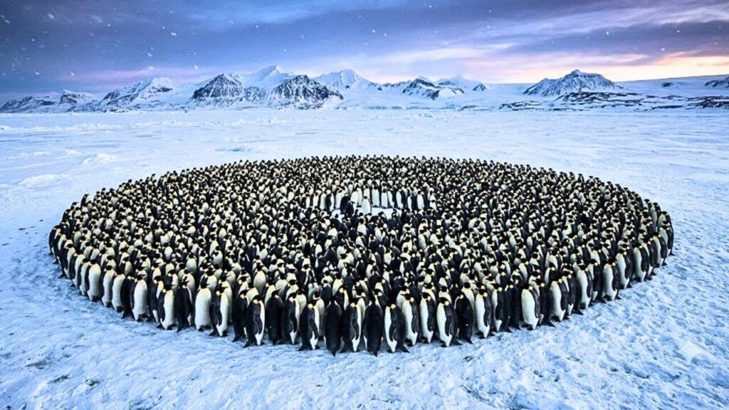 Emperor penguins survive Antarctica’s brutal winters by huddling together, but a maths study reveals the hidden system behind their remarkable teamwork |