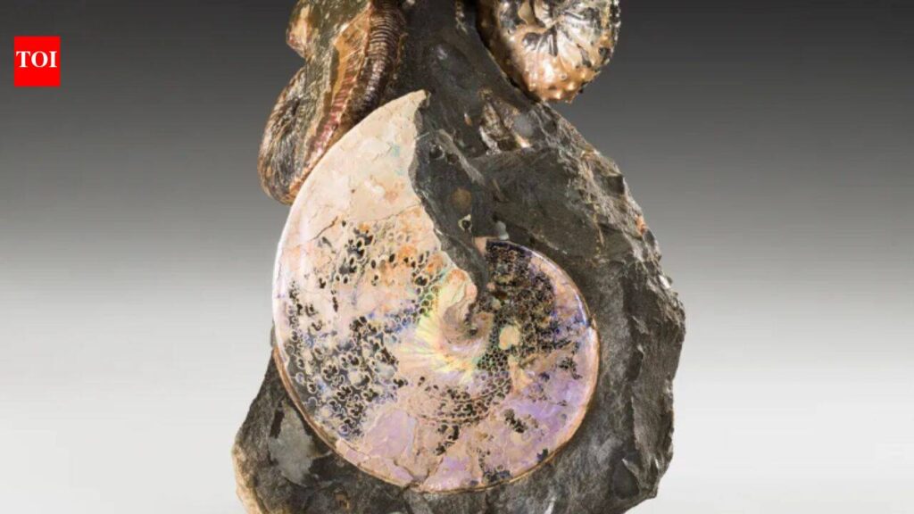 An ancient sea once divided North America from north to south; 70-million-year-old creatures from its waters still shimmer like gemstones