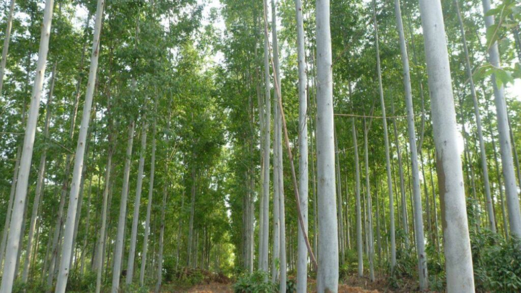 Scientists grew the same invasive plants in Europe and North America and found 91% showed this strange behavior in new environment