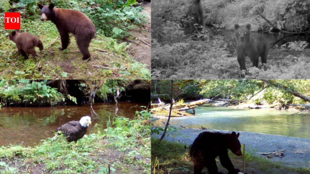 Scientists played human voices near Alaska salmon streams and found that bears and eagles fled, disrupting how salmon nutrients move into forests