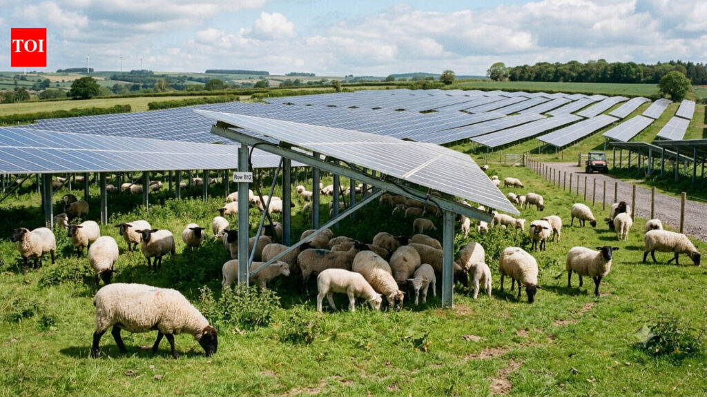 As Volkswagen puts 100 sheep to work at its plant in Europe, director Marzena Pillich-Gronska says: Sheep project demonstrates that modern industry can …