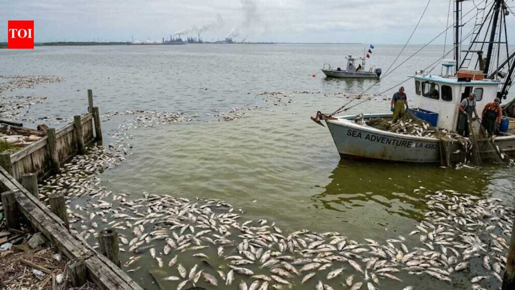 The Gulf of Mexico grows a vast ‘dead zone’ every summer, but what happens beneath the water threatens far more than marine life |