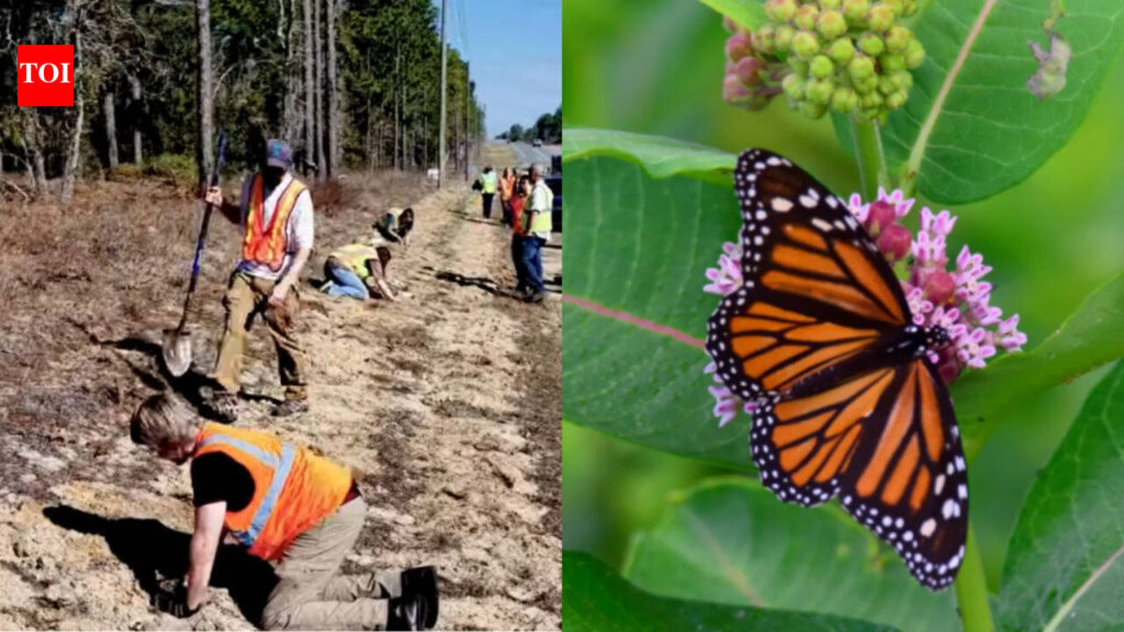 Florida is planting 15,000 milkweeds along highways to help monarch butterflies; the unused roadsides could become a 10,200-acre wildlife corridor