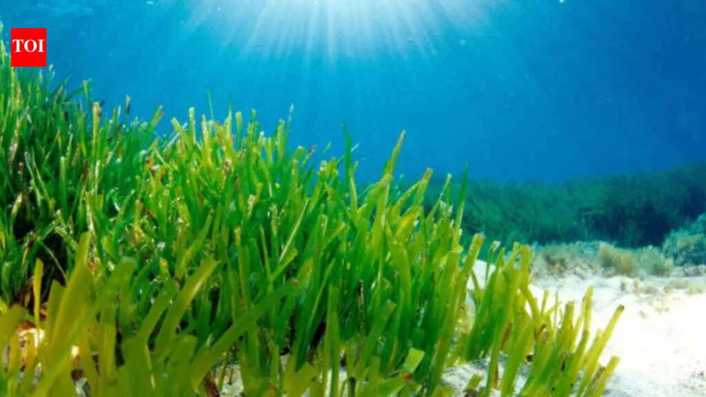 Faster: Mediterranean seagrass survives in dim seabed light by expanding its photosynthetic antenna and trapping energy faster, a discovery that may help improve future crops