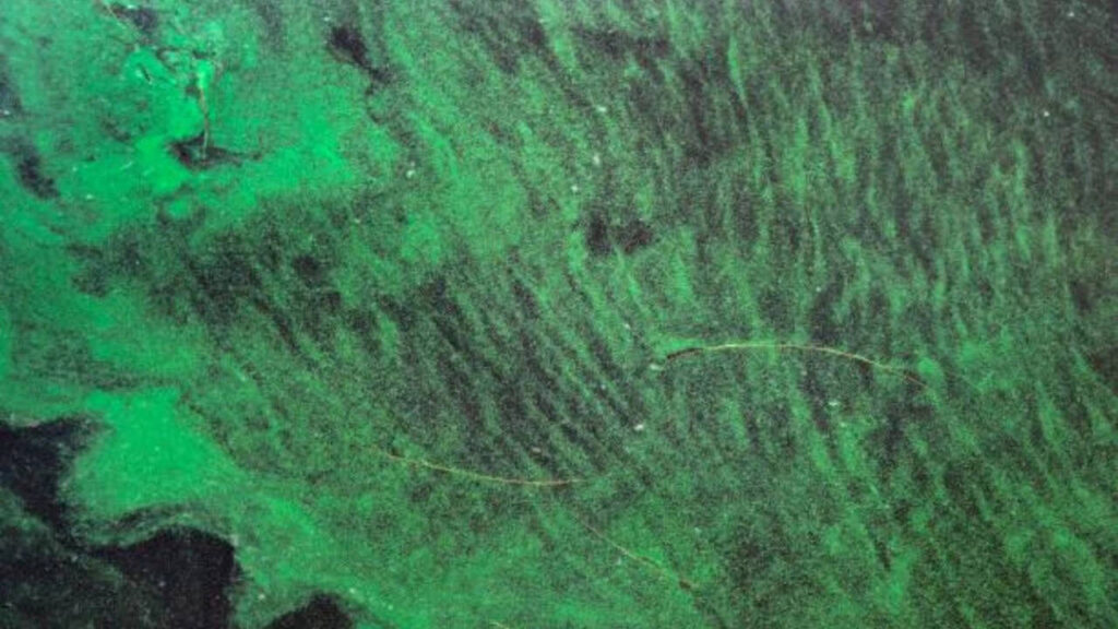 People may not need to touch Florida’s toxic algae blooms to be exposed; scientists found their toxins travelling through the air