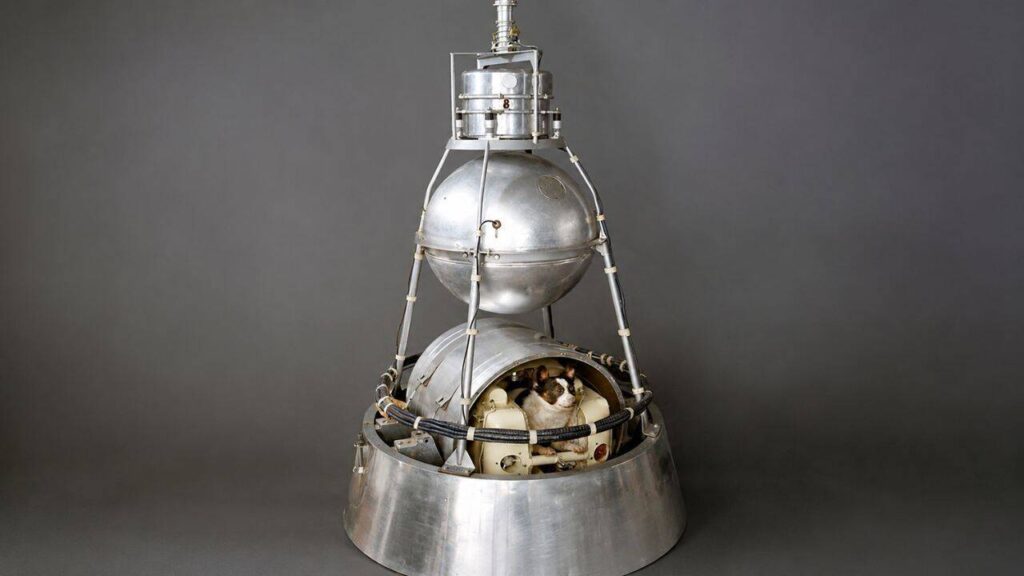 Meet Laika: The Moscow stray dog who became the first animal to orbit Earth in 1957, but was never meant to come home |