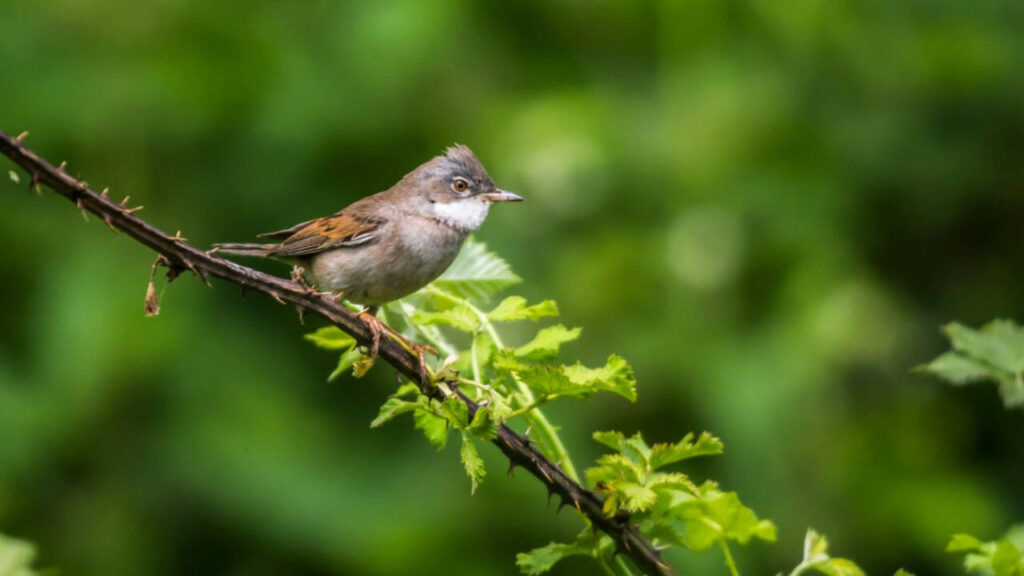 Avian Malaria Uk: Mosquito species in the UK are potential carriers of avian malaria, new study finds