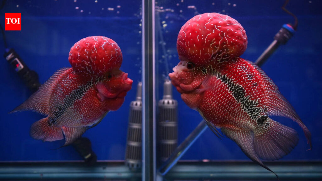 A human-bred aquarium fish prized for its bright colour and head hump has escaped into a Philippines crater lake, where scientists fear it may threaten native biodiversity