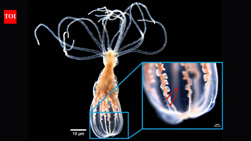 Scientists found that a sea anemone can distinguish helpful bacteria from harmful bacteria without antibodies or immune memory cells