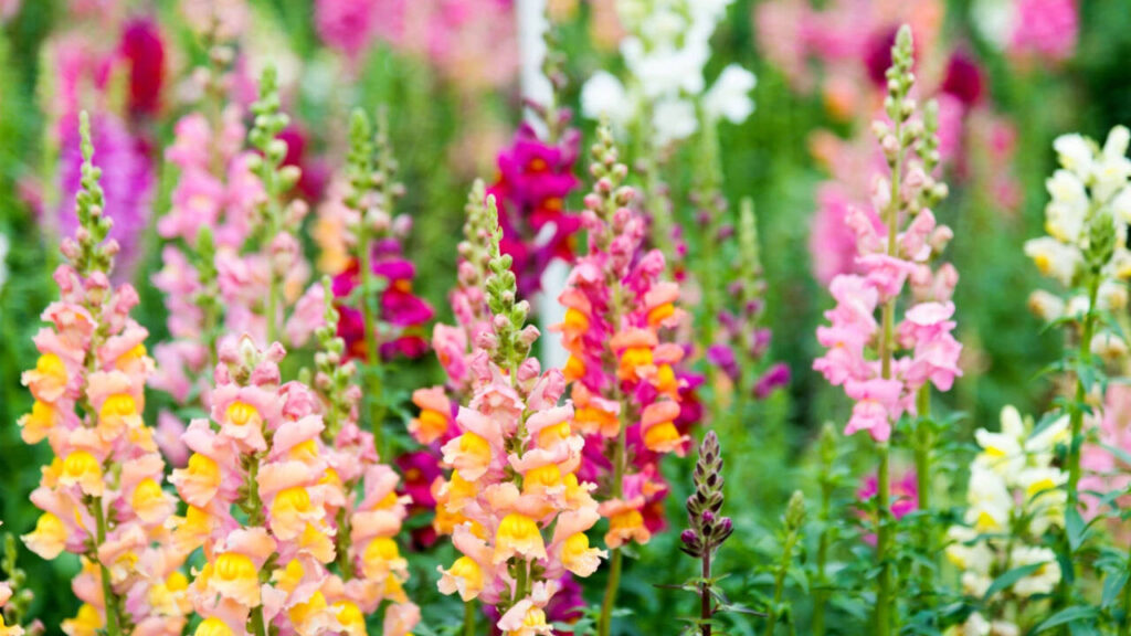 Wild Snapdragons: How wild snapdragons fine-tune their shades to attract bees; even the smallest change decide which genes survive