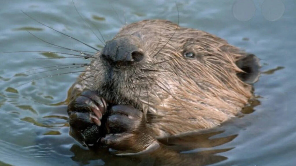West London streets flooded annually with heavy rains: Local council was about to spend millions to fix the problem, then beavers did it for free