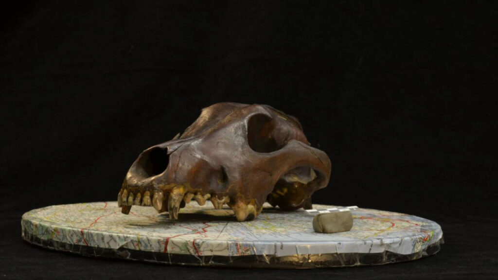 Dog DNA reveals they travelled with ancient humans across Eurasia for thousands of years |