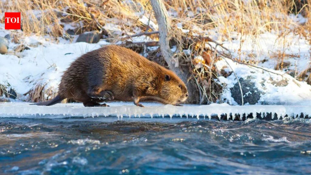 Arctic: Climate change is making Beavers expand into Canada’s Arctic, where their dams are changing the landscape