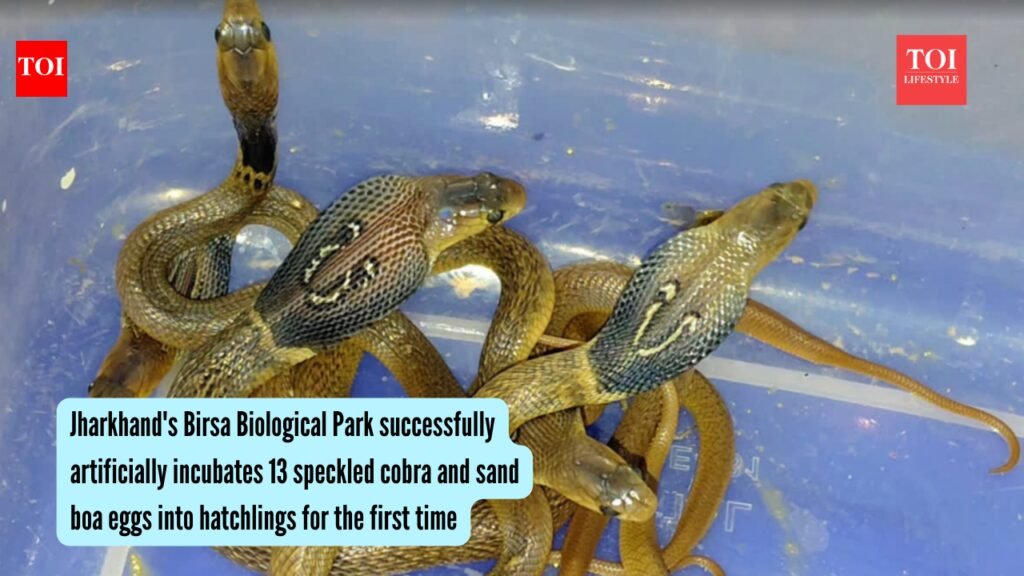 Jharkhand’s Birsa Biological Park successfully hatches 13 speckled cobra and sand boa eggs through artificial incubation for the first time |