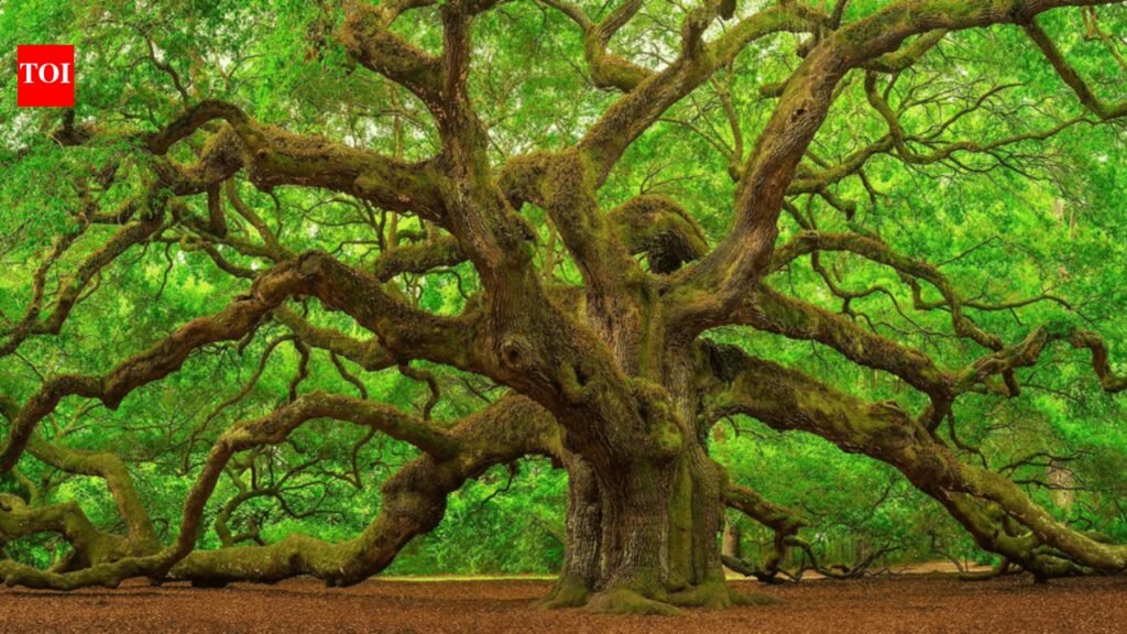 Scientists reviewed 54 Asian oak species; 40 had no backup in any botanical collection, while one may already be extinct in the wild