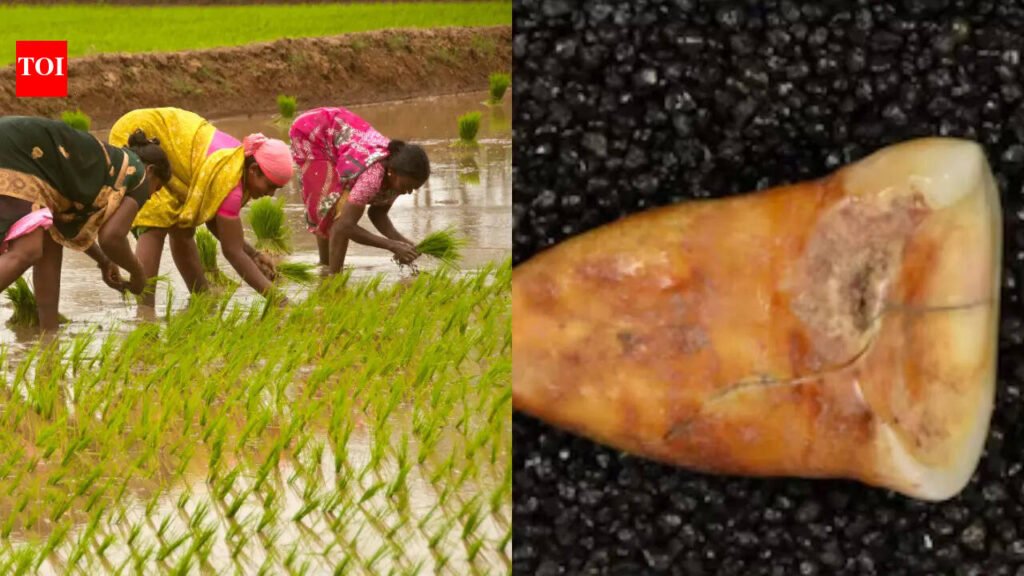 15000-year-old bones and teeth reveal what humans ate before agriculture