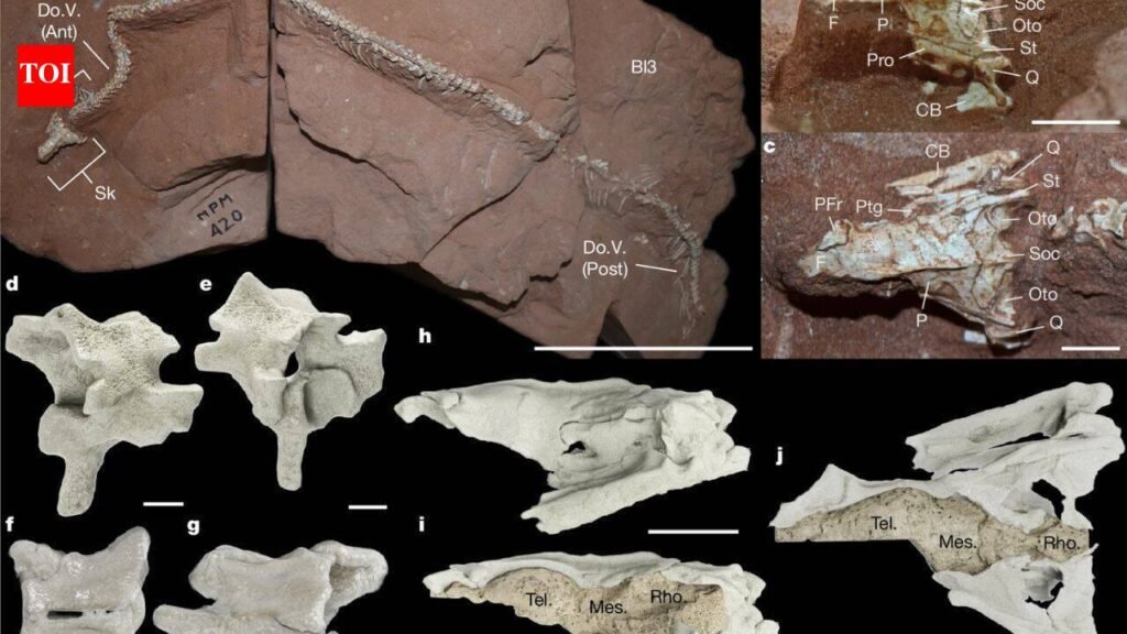 80-million-year-old snake skull discovery in Brazil proves that ancient snakes conquered the three worlds at once |
