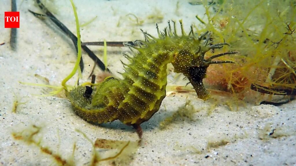 UK officials issued a legal warning after protected seahorses were disturbed; divers should observe for under five minutes and never touch or pursue them